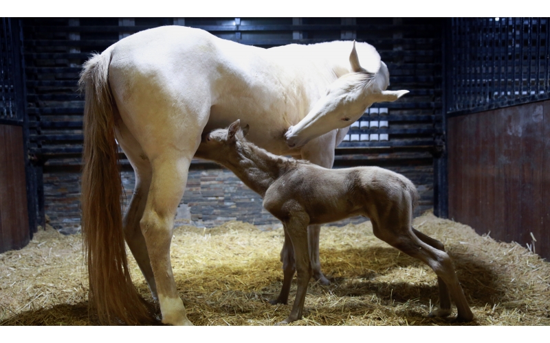 驚喜 | 首次冬天誕生小汗血馬駒！