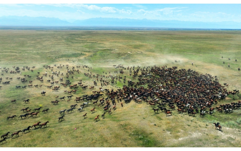 盛夏時(shí)節(jié) 在新疆昭蘇領(lǐng)略萬馬奔騰